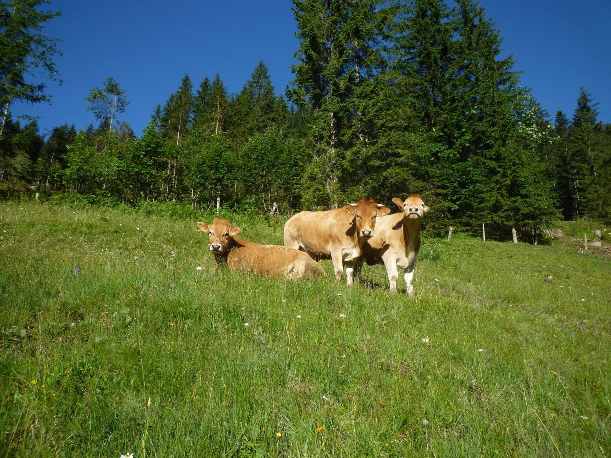 Vila Forsterhof Ramsau am Dachstein Exteriér fotografie